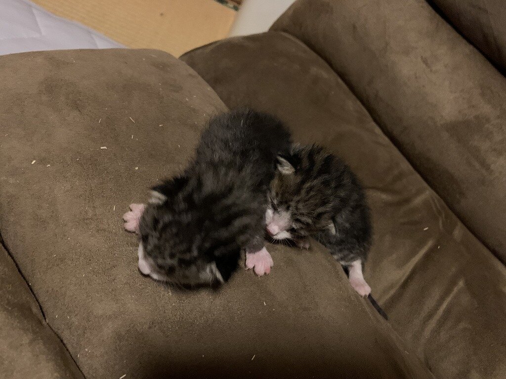 コテチュとムラサメ