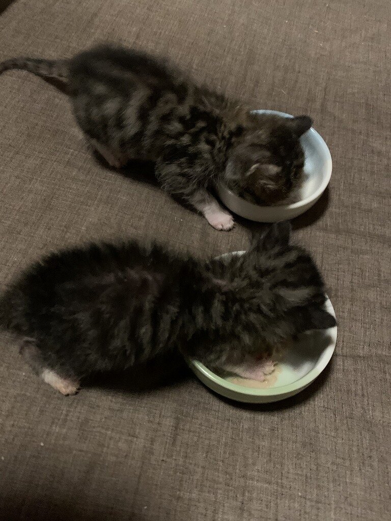 コテチュとムラサメ2