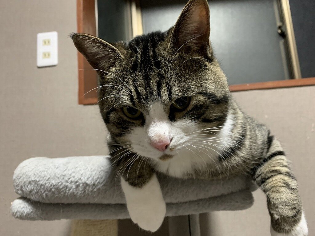 ムラサメ